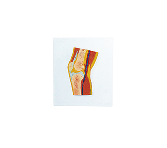 Knee joint profile simulator
