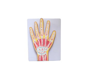hand joint simulator
