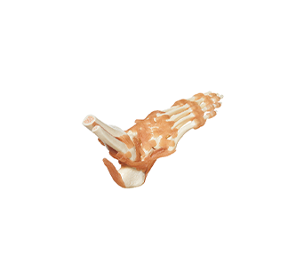 Foot joint model