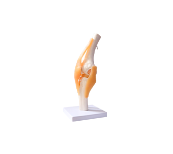 knee joint simulator