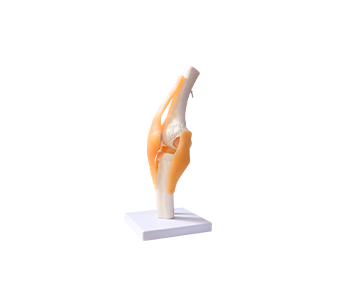 knee joint model