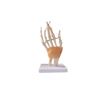 hand joint simulator