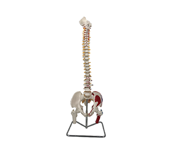 Colored spine with pelvis and femur model