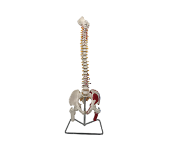 Colored spine with pelvis and femur simulator