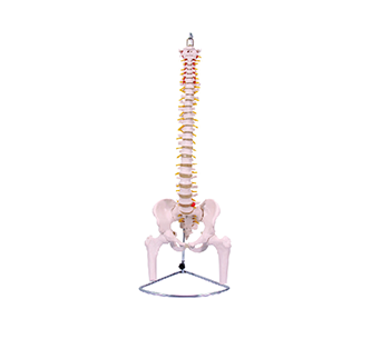 Spine with pelvis and femur model