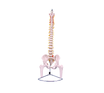 Spine with pelvis and femur simulator