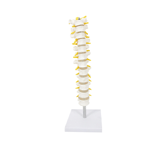 Thoracic spine and spinal nerve model