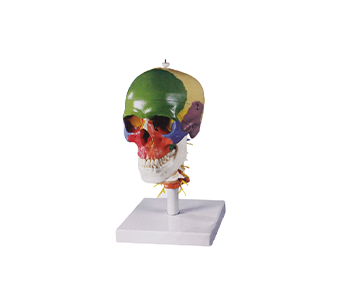 Color Adult Skull Attached Cervical Carotid Artery simulator