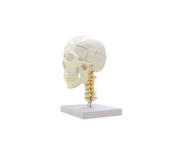Adult Skull Attached Cervical Vertebral Carotid Artery simulator