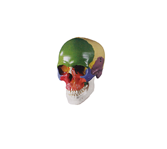 Color Adult Skull simulator(22 Parts)