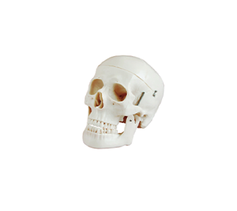 Adult Skull simulator  (22 Parts)
