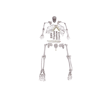 Human body scattered bone simulator