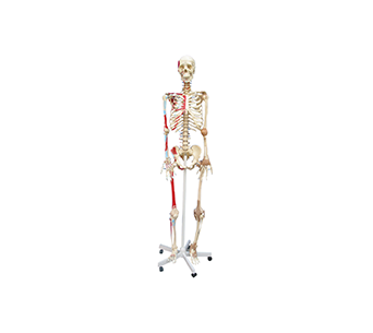 Human body skeleton model with attached color muscle ligaments (height 180cm)