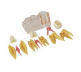 Quadruple Tooth Decomposition Model