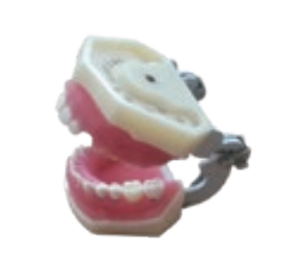 periodontal disease model