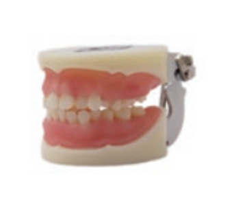 Physician Certified Tooth Extraction Model