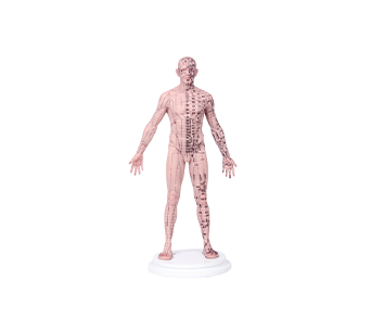 男性针灸人模型（55CM）