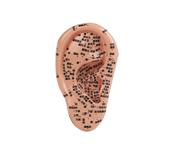 耳部针灸穴位模型