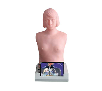 Large screen heart and lung palpation auscultation computer simulator