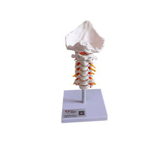 Cervical vertebrae with occipital and carotid artery simulator
